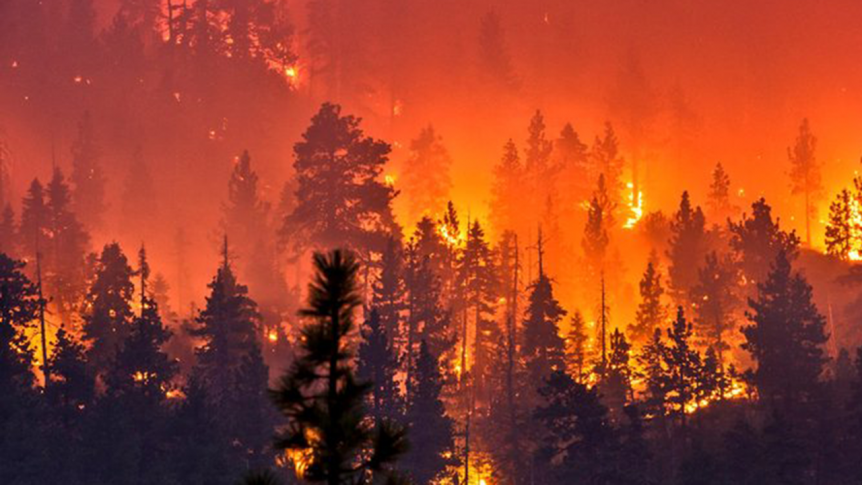 image of a wildfire in a forest